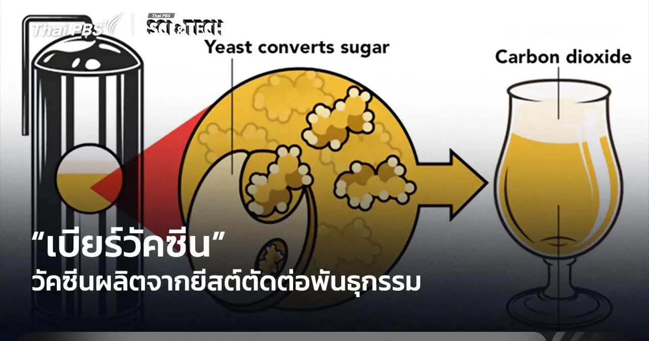 “เบียร์วัคซีน” วัคซีนผลิตจากยีสต์ตัดต่อพันธุกรรม