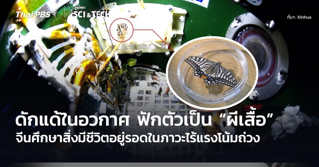 ดักแด้ในอวกาศ ฟักตัวเป็น “ผีเสื้อ” จีนศึกษาสิ่งมีชีวิตอยู่รอดในภาวะไร้แรงโน้มถ่วง