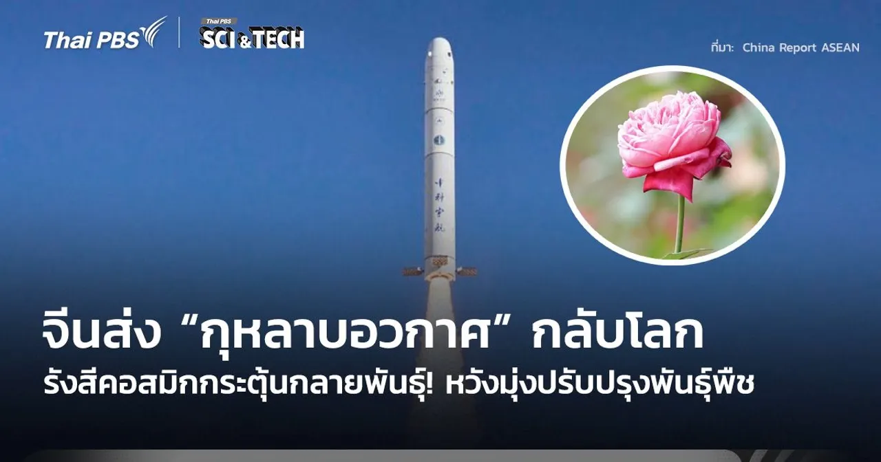 รังสีคอสมิกกระตุ้นกลายพันธุ์! จีนส่ง “กุหลาบอวกาศ” กลับโลก มุ่งปรับปรุงพันธุ์พืช
