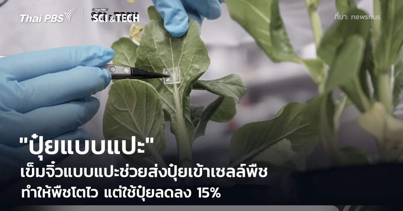 นักวิทย์ฯ พัฒนา "ปุ๋ยแผ่นแปะ" เข็มจิ๋วส่งสารอาหารเข้าสู่เซลล์ ลดการใช้ปุ๋ย 15%