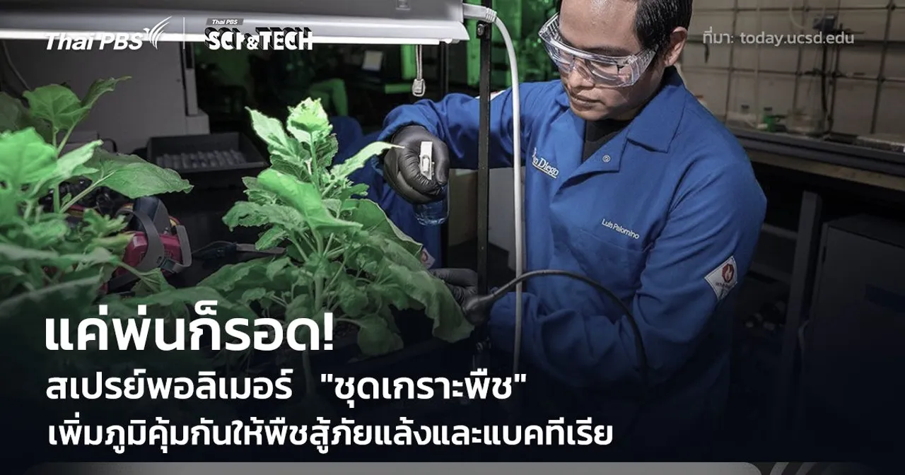 แค่พ่นก็รอด! สเปรย์พอลิเมอร์ "ชุดเกราะพืช" ช่วยพืชสู้ภัยแล้งและแบคทีเรีย