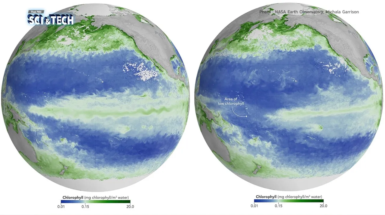 เอลนีโญปีนี้รุนแรงมาก! ทำสีมหาสมุทรเปลี่ยนไป สร้างผลกระทบใหญ่เป็นห่วงโซ่
