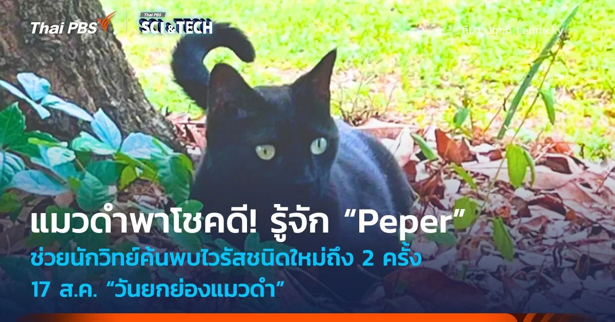 แมวดำพาโชคดี! รู้จักเจ้าแมว “Peper” ช่วยนักวิทย์ค้นพบไวรัสชนิดใหม่ถึง 2 ครั้ง