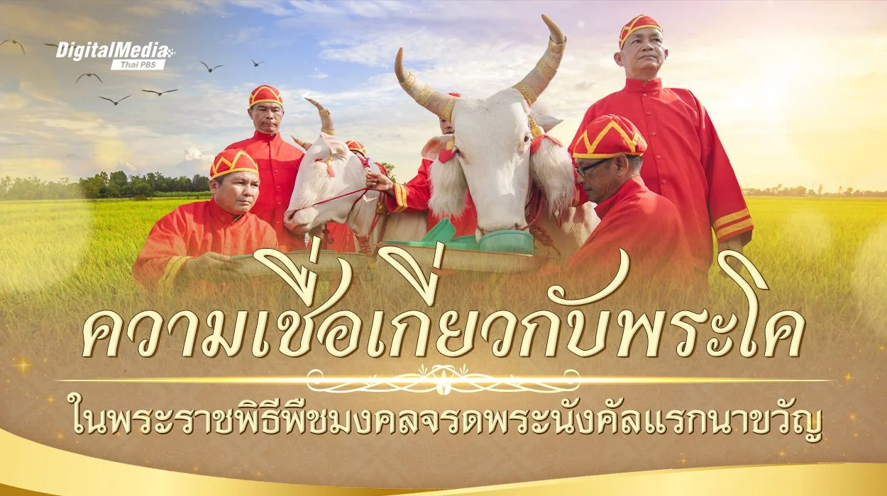 "พระโค" ในพระราชพิธีพืชมงคลจรดพระนังคัลแรกนาขวัญ
