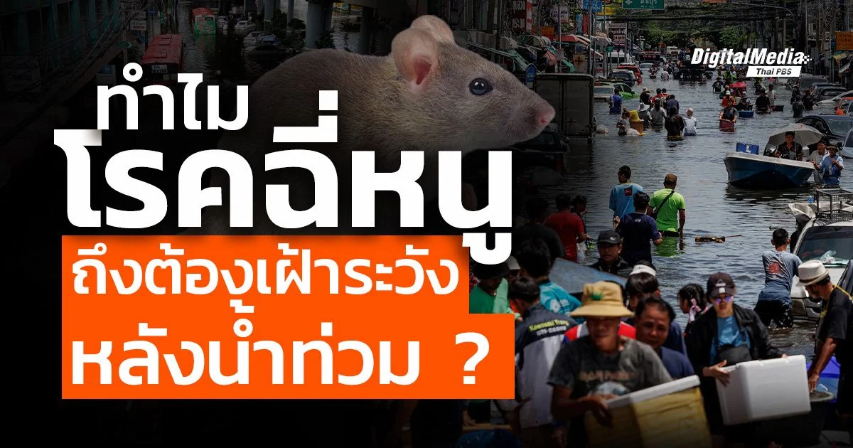 ทำไมโรคฉี่หนูถึงต้องเฝ้าระวังหลังน้ำท่วม ?