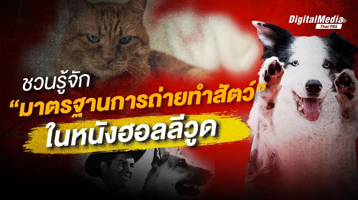 ชวนรู้จัก มาตรฐานการถ่ายทำสัตว์ในหนังฮอลลีวูด