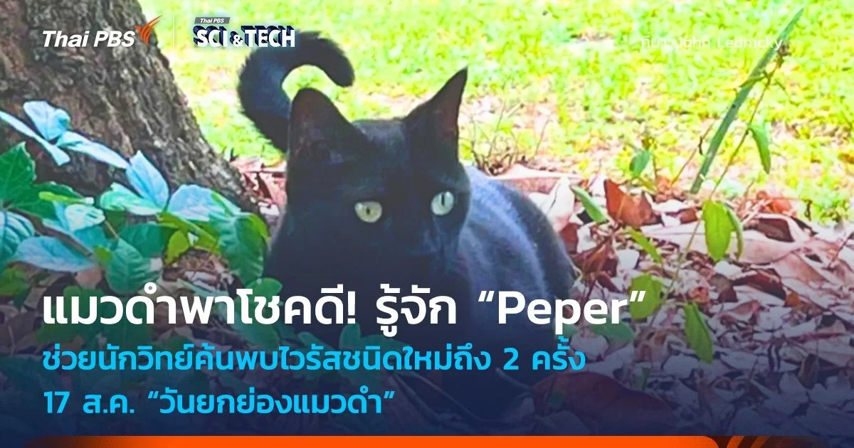 แมวดำพาโชคดี! รู้จักเจ้าแมว “Peper” ช่วยนักวิทย์ค้นพบไวรัสชนิดใหม่ถึง 2 ครั้ง