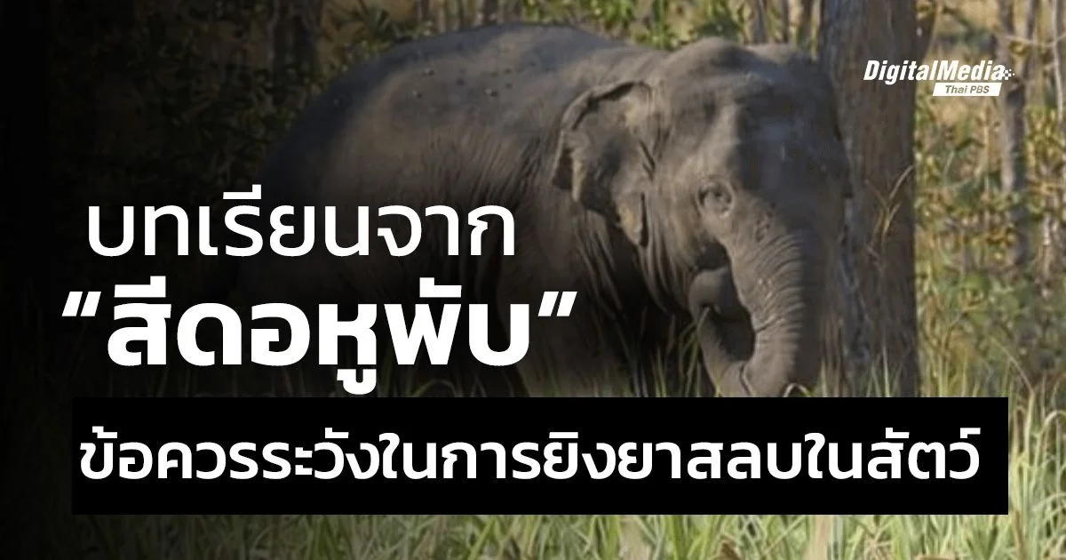 "บทเรียนจากสีดอหูพับ" ข้อควรระวังในการยิงยาสลบในสัตว์