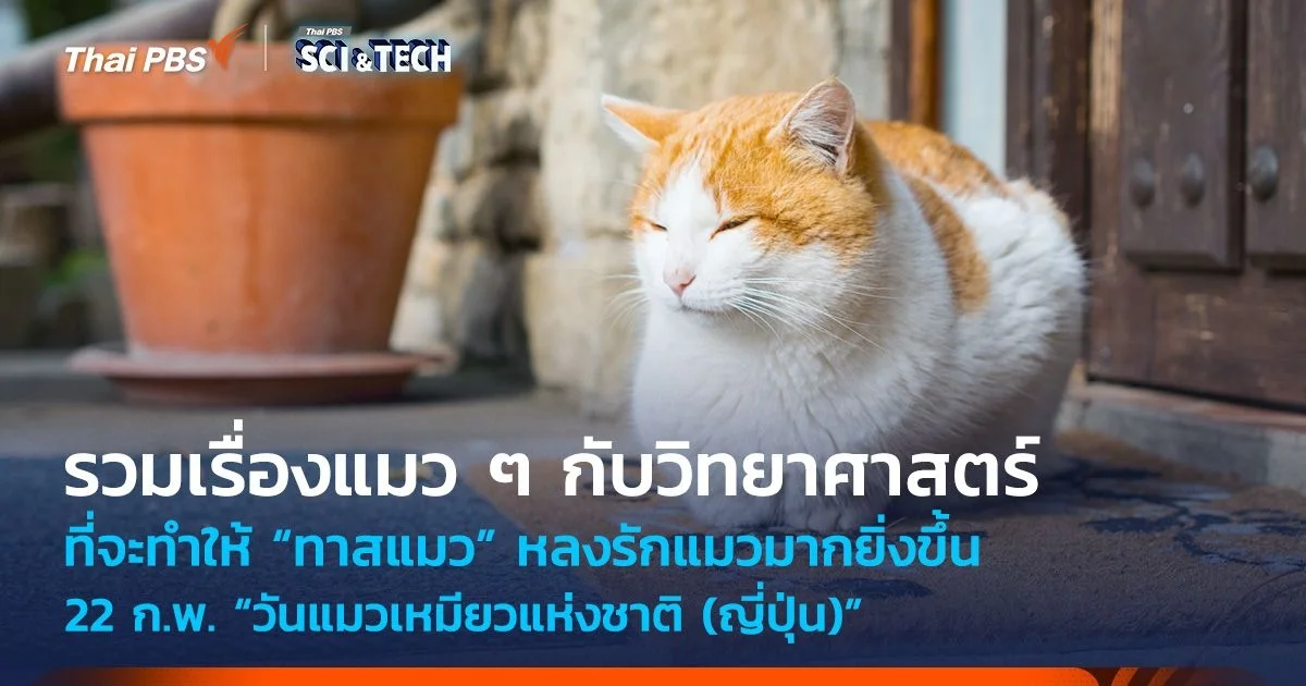 รวมเรื่อง “แมว ๆ” กับวิทยาศาสตร์ ที่จะทำให้ “ทาสแมว” หลงรักแมวมากยิ่งขึ้น
