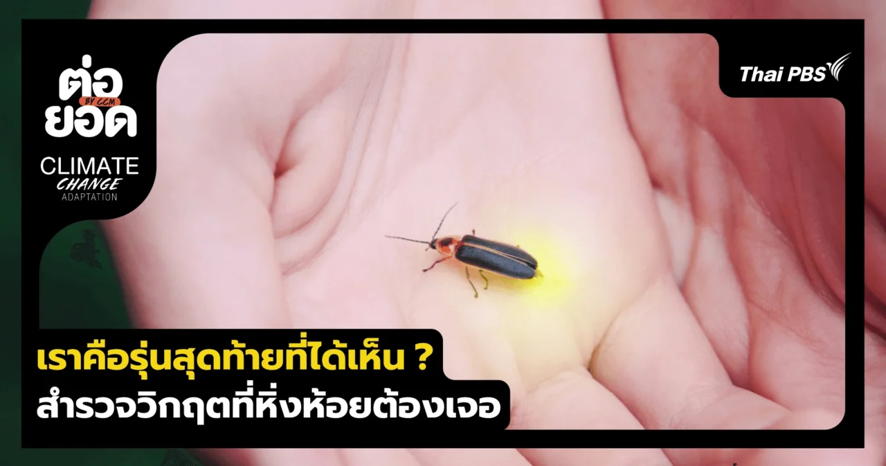 เราคือรุ่นสุดท้ายที่ได้เห็น ? สำรวจวิกฤตเงียบที่ "หิ่งห้อย" กำลังเผชิญทั่วโลก
