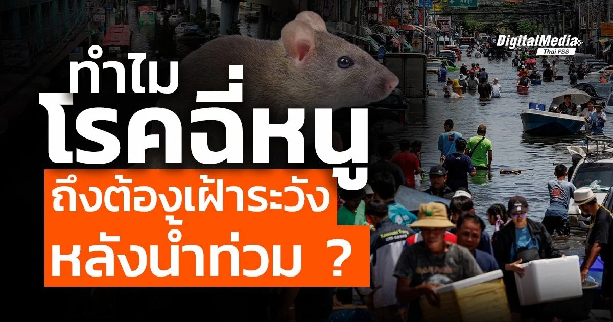 ทำไมโรคฉี่หนูถึงต้องเฝ้าระวังหลังน้ำท่วม ?