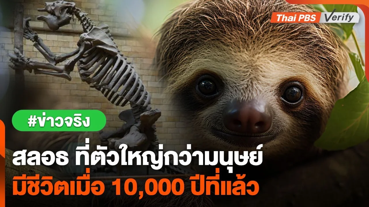ตรวจสอบพบ : สลอธ ที่ตัวใหญ่กว่ามนุษย์ มีชีวิตเมื่อ 10,000 ปีที่แล้ว