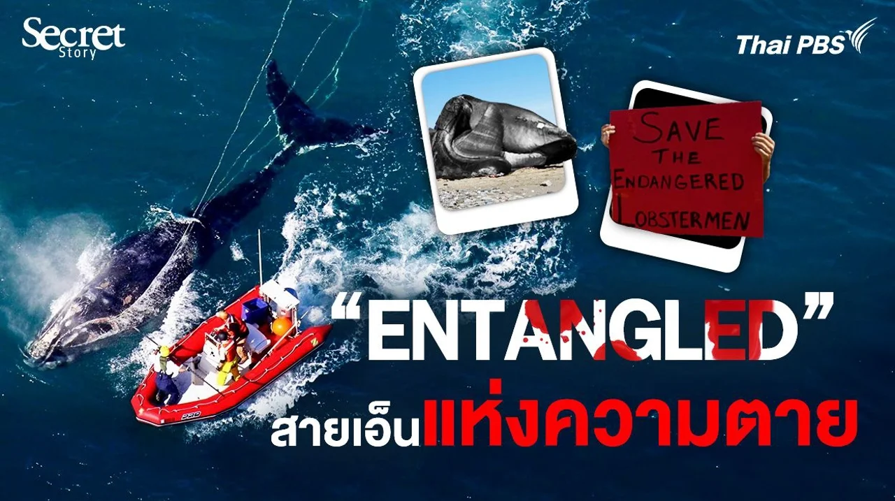Secret Story | Entangled สายเอ็นแห่งความตาย