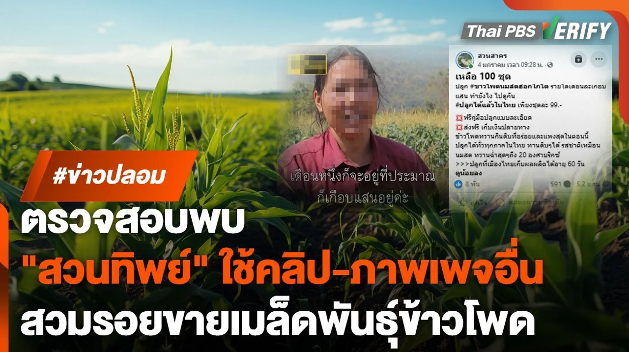ตรวจสอบพบ : "สวนทิพย์" ลอบใช้คลิปเพจดัง-แอบอ้างภาพเพจอื่น ลวงขายเมล็ดพันธุ์ข้าวโพด