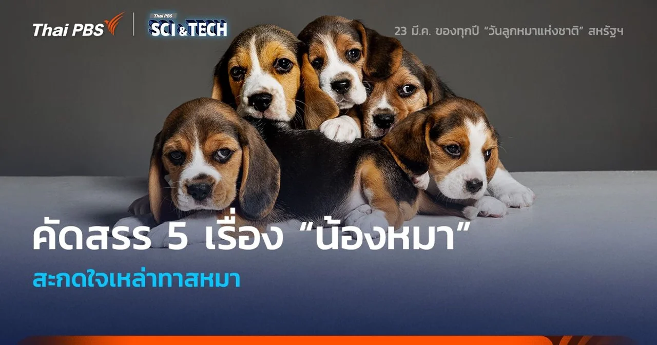 คัดสรร 5 เรื่อง “น้องหมา” สะกดใจทาสหมา