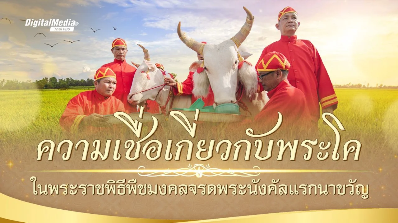 "พระโค" ในพระราชพิธีพืชมงคลจรดพระนังคัลแรกนาขวัญ