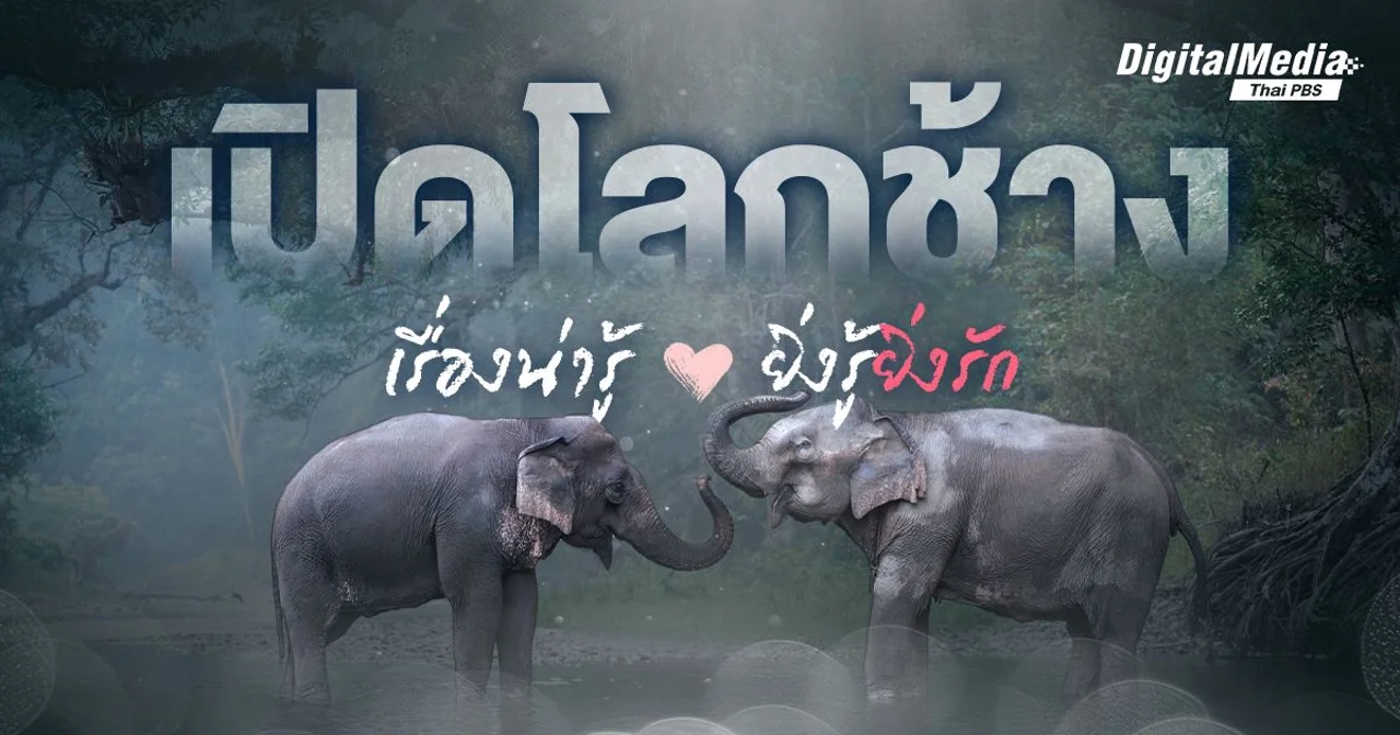 เปิดโลกช้าง เรื่องน่ารู้ ยิ่งรู้ยิ่งรัก