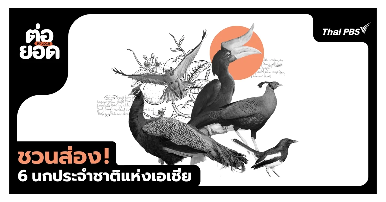 ชวนส่อง 6 นกประจำชาติแห่งเอเชีย อัตลักษณ์ล้ำค่าที่ซ่อนตัวในผืนป่า