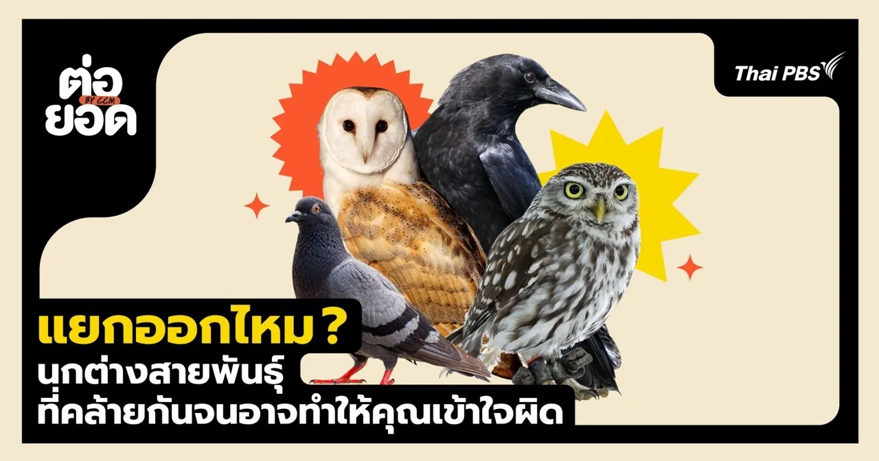 แยกออกไหม ? นกฝาแฝดต่างสายพันธุ์ที่คล้ายกันจนอาจทำให้คุณเข้าใจผิด