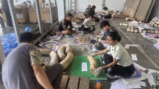 ตรวจ DNA “งาช้าง“ 446 ท่อน ขยายผลดำเนินคดี หลังพบซุกในตู้สินค้าแหลมฉบัง