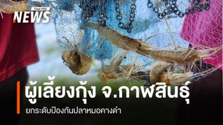 ผู้เลี้ยงกุ้ง จ.กาฬสินธุ์ ยกระดับป้องกันปลาหมอคางดำ