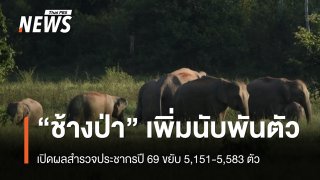 "ช้างป่า" เพิ่มนับพัน ปี 69 ประชากร 5,151-5,583 ตัว ใน 16 กลุ่มป่า