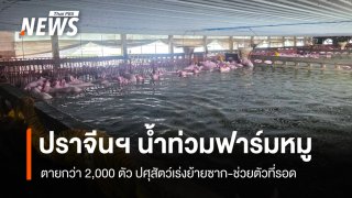 ปราจีนฯ น้ำท่วมฟาร์มหมู ตายกว่า 2,000 ตัว ปศุสัตว์เร่งจัดการซาก