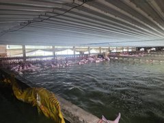ปราจีนฯ น้ำท่วมฟาร์มหมู ตายกว่า 2,000 ตัว ปศุสัตว์เร่งจัดการซาก