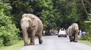 อุทยานฯ เขาใหญ่ เอาผิดคนขับรถ เกือบชนช้างป่า “พ่องาทอง-ต้นกล้า” 