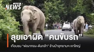 อุทยานฯ เขาใหญ่ เอาผิดคนขับรถ เกือบชนช้างป่า “พ่องาทอง-ต้นกล้า” 