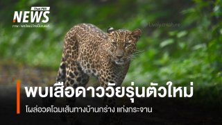 พบ "เสือดาววัยรุ่น" ตัวใหม่ เส้นทางบ้านกร่าง อุทยานแห่งชาติแก่งกระจาน
