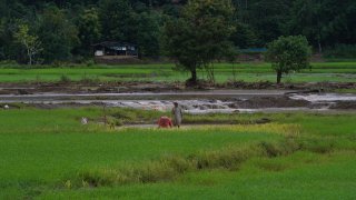 น้ำท่วมดันต้นทุนเกษตร–อาหาร เสียหาย 6.9 หมื่นล้าน "ข้าว" เสียหายหนักสุด