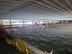 ปราจีนฯ น้ำท่วมฟาร์มหมู ตายกว่า 2,000 ตัว ปศุสัตว์เร่งจัดการซาก