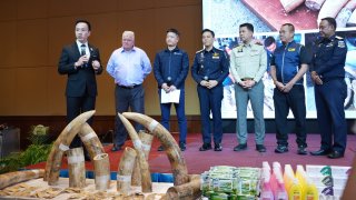 ตรวจ "ตู้สินค้า" แหลมฉบัง พบ "งาช้าง" 446 ท่อน ซุกไม้ท่อน