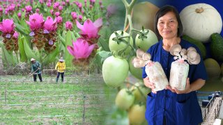 ศาสตร์พระราชา ในหลวง ร.9 พลิกวิกฤต "บ้านห้วยม่วง" จากเกษตรเคมี สู่ชุมชนเกษตรปลอดภัย