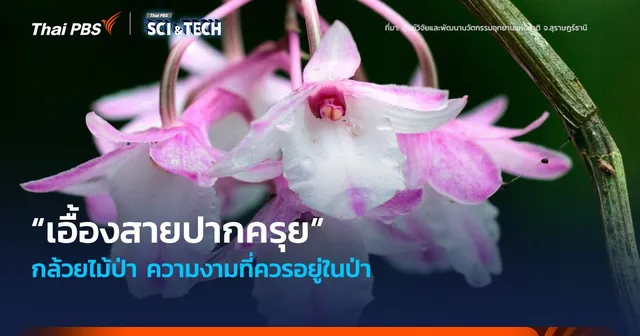 “เอื้องสายปากครุย” กล้วยไม้ป่า ความงามที่ควรอยู่ในป่า