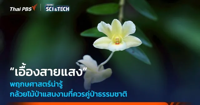 พฤกษศาสตร์น่ารู้ “เอื้องสายแสง” กล้วยไม้ป่าแสนงามที่ควรคู่ป่าธรรมชาติ