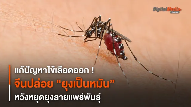 แก้ปัญหาไข้เลือดออก จีนปล่อย “ยุงเป็นหมัน” หวังหยุดยุงลายแพร่พันธุ์