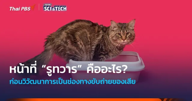 คาดไม่ถึง ! หน้าที่ “รูทวาร” ก่อนวิวัฒนาการเป็นช่องทางขับถ่ายของเสีย