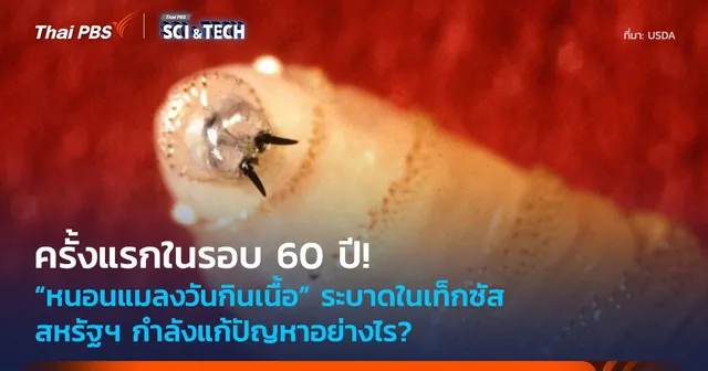 ครั้งแรกในรอบ 60 ปี! “หนอนแมลงวันกินเนื้อ” ระบาด สหรัฐฯ แก้ปัญหาอย่างไร?