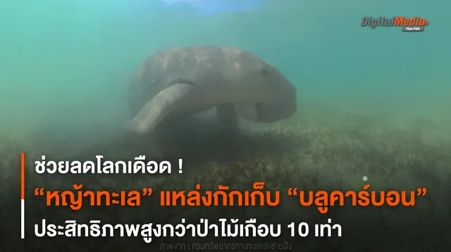 ไม่ใช่แค่อาหารพะยูน “หญ้าทะเล” แหล่งกักเก็บ “บลูคาร์บอน” ลดโลกเดือด