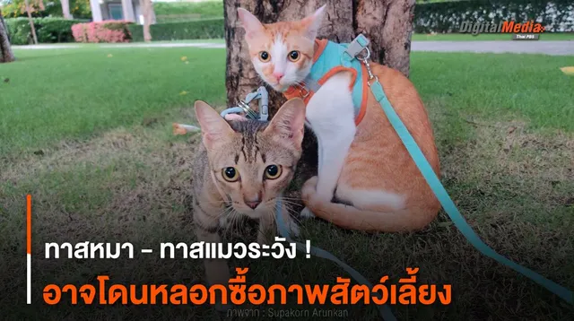 ทาสหมา - ทาสแมวระวัง ! อาจโดนหลอกซื้อภาพสัตว์เลี้ยง
