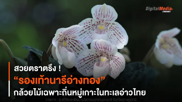 สวยตราตรึง ! “รองเท้านารีอ่างทอง” กล้วยไม้ป่าเฉพาะถิ่น