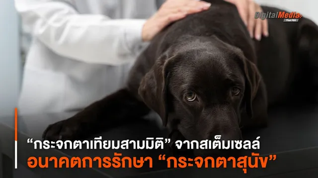 “กระจกตาเทียมสามมิติ” จากสเต็มเซลล์ อนาคตการรักษา “กระจกตาสุนัข”