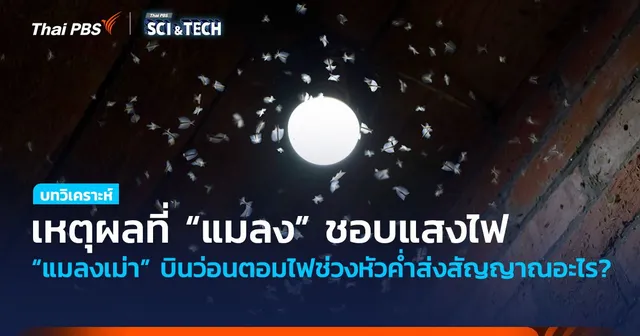 เหตุผลที่ “แมลง” ชอบแสงไฟ “แมลงเม่า” บินว่อนตอมไฟช่วงหัวค่ำส่งสัญญาณอะไร?