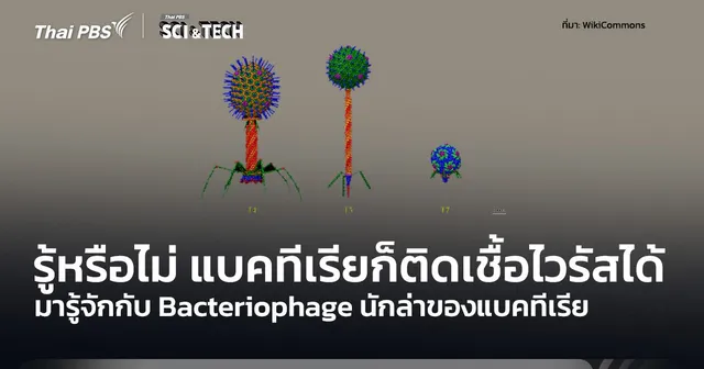 รู้หรือไม่ แบคทีเรียก็สามารถติดเชื้อไวรัสได้ รู้จัก Bacteriophage