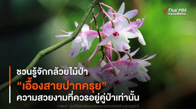 ชวนรู้จักกล้วยไม้ป่า “เอื้องสายปากครุย” ความสวยงามที่ควรอยู่คู่ป่าเท่านั้น