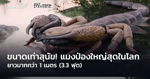 ขนาดเท่าสุนัข! “แมงป่อง” ใหญ่ที่สุดในโลก ยาวมากกว่า 1 เมตร (3.3 ฟุต)
