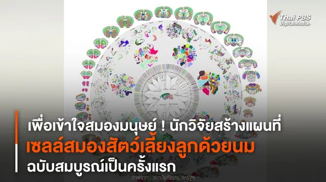 นักวิจัยสร้างแผนที่ “เซลล์สมองสัตว์เลี้ยงลูกด้วยนม” ฉบับสมบูรณ์เป็นครั้งแรก