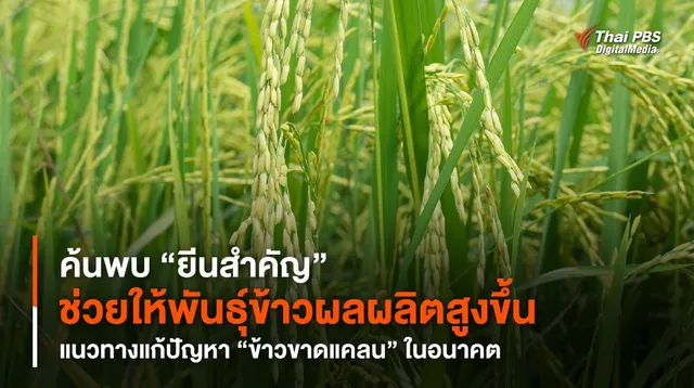 ค้นพบ “ยีนสำคัญ” ช่วยให้พันธุ์ข้าวผลผลิตสูงขึ้น แนวทางแก้ปัญหา “ข้าวขาดแคลน” ในอนาคต